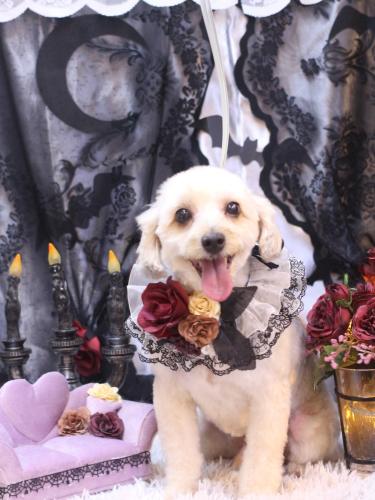 20231014ペカくん